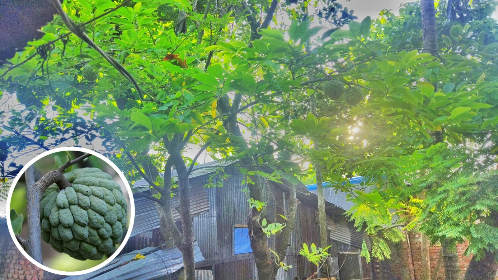 বিলুপ্তপ্রায় শরিফা ফল প্রজন্মের কাছে অপরিচিত