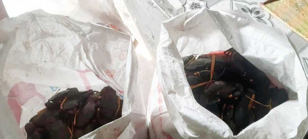 প্রজনন মৌসুমে অবৈধ কাকড়া উদ্ধার